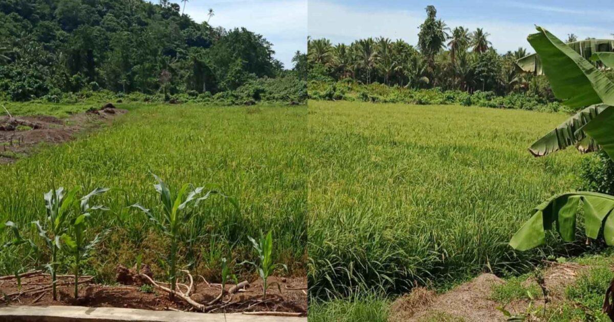 Sawah Nuangan Jadi Lahan Tidur