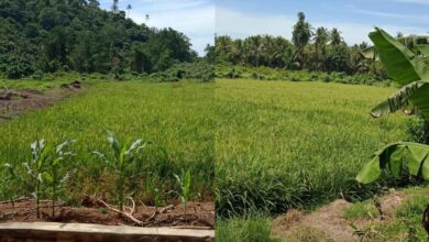 Sawah Nuangan Jadi Lahan Tidur