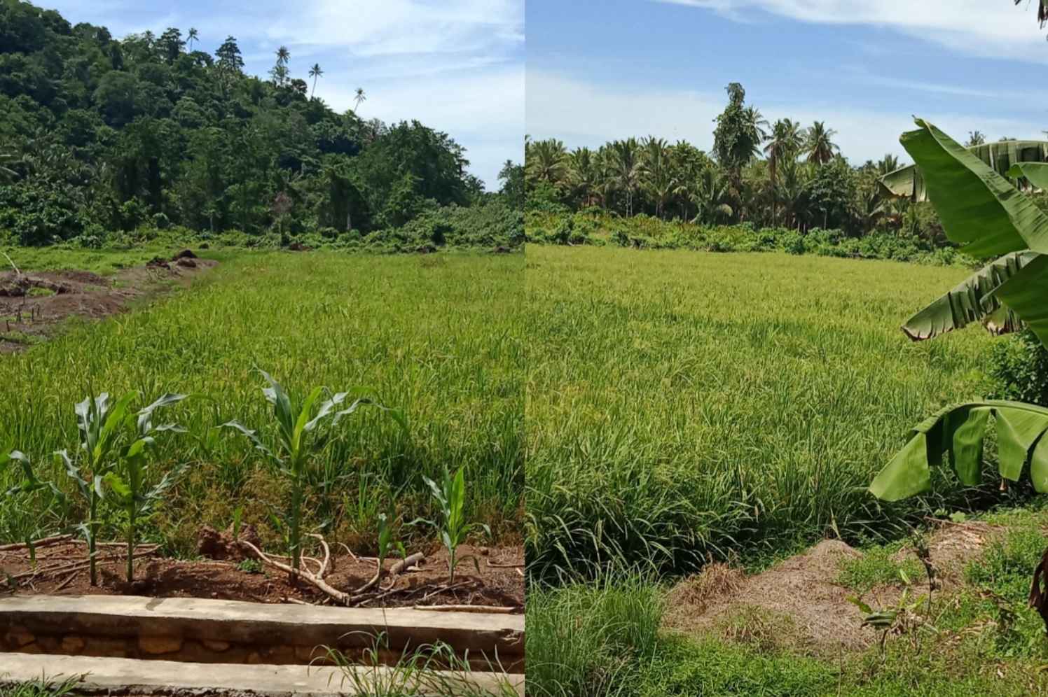 Sawah Nuangan Jadi Lahan Tidur