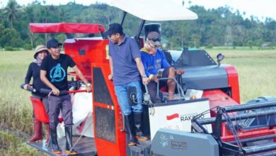 Bupati Bolmut Tinjau Padi Varietas IPB
