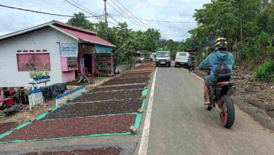 Warga Jemur Cengkih di jalan provinsi Desa Bai Boltim saat panen 2025