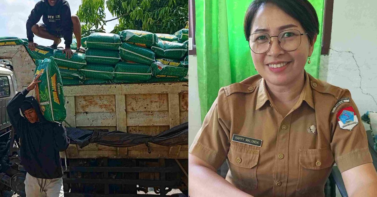 Dinas Pertanian Boltim Salurkan Benih Jagung