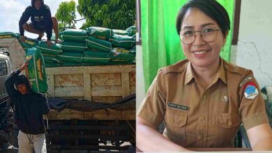 Dinas Pertanian Boltim Salurkan Benih Jagung