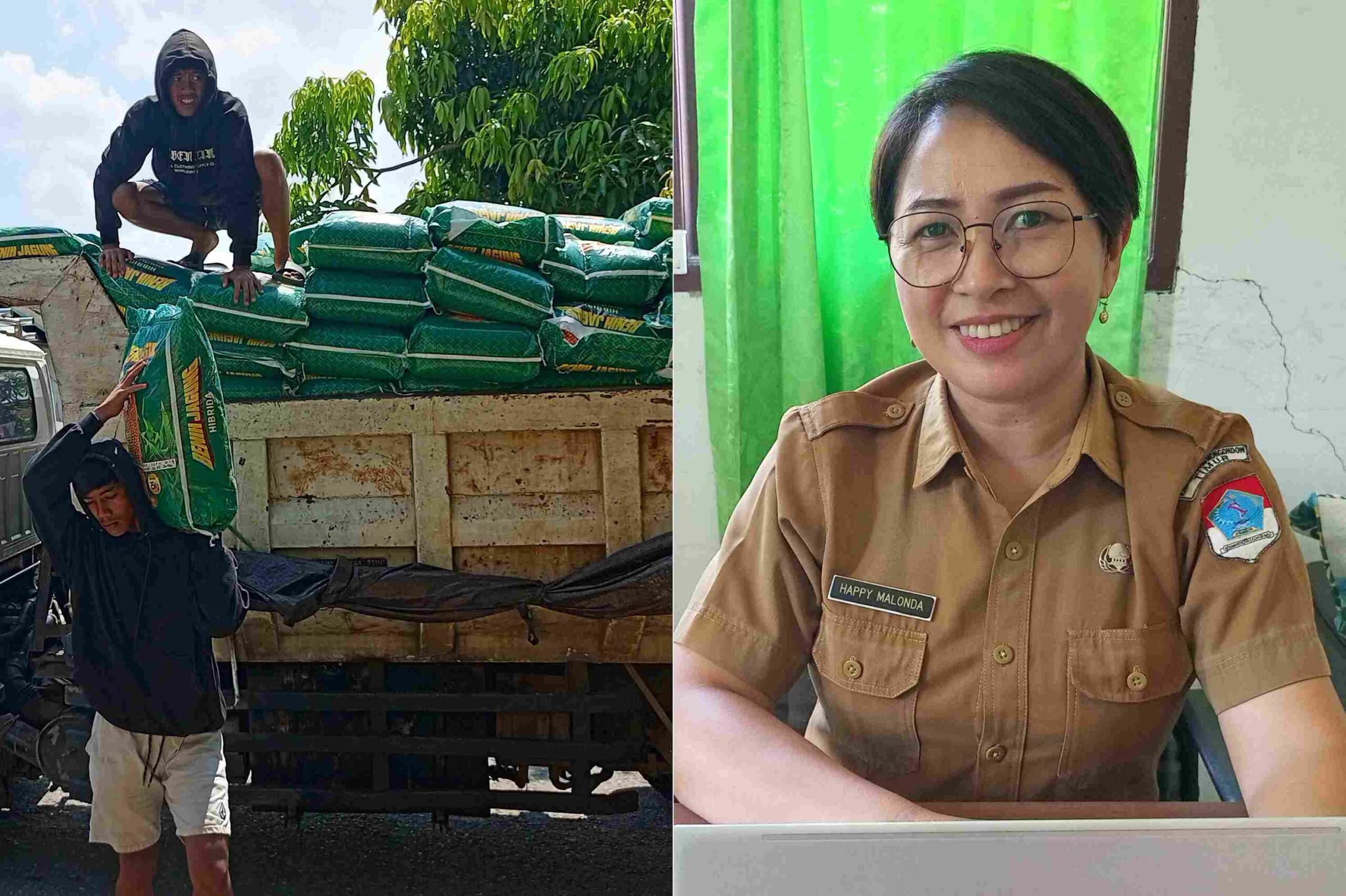 Dinas Pertanian Boltim Salurkan Benih Jagung