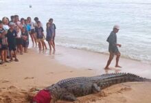 Buaya di Pantai Tinggian