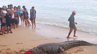 Buaya di Pantai Tinggian