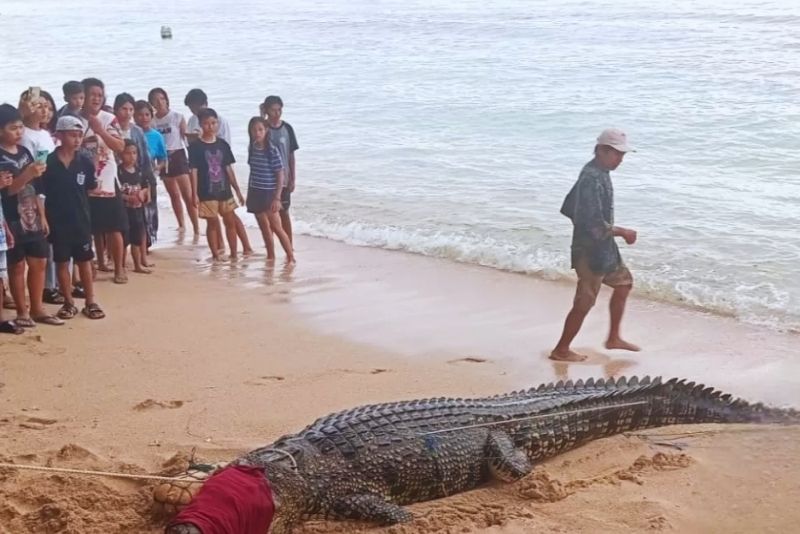 Buaya di Pantai Tinggian