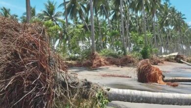 abrasi pantai Busisingo Utara