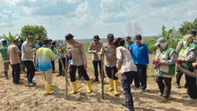 penanaman jagung serentak Polsek Belitang III