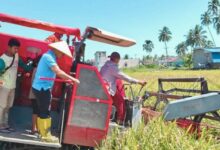 produksi padi dan beras Sulawesi Utara
